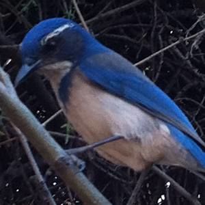 Meet your Posher, Laurie